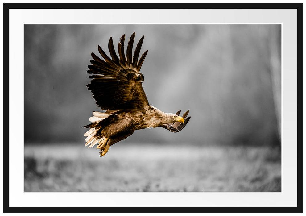 Pixxprint Nahaufnahme Adler bei der Jagd B&W Detail, im Galerie-Passepartout Bilderrahmen Lagerräumung