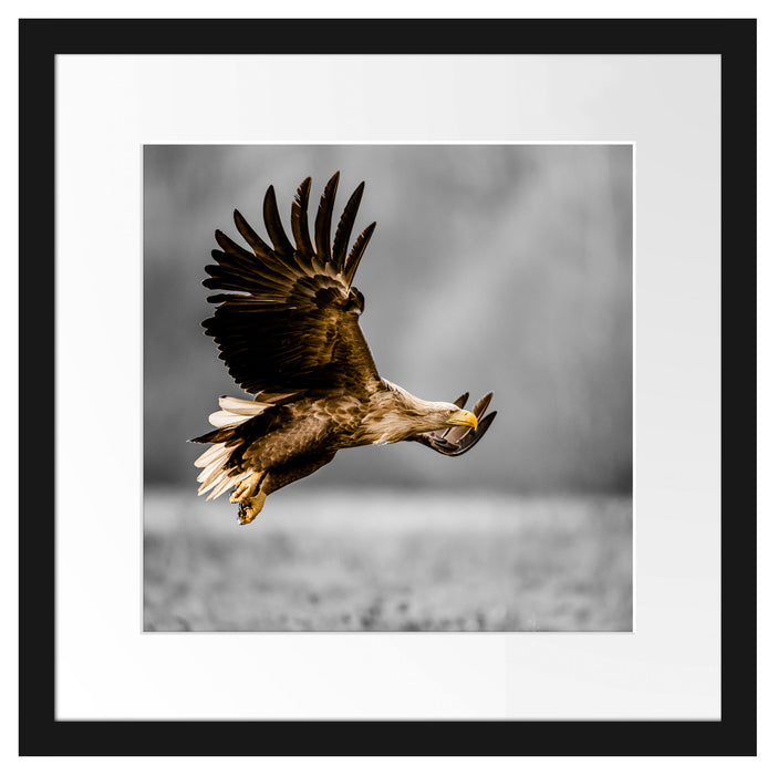 Pixxprint Nahaufnahme Adler bei der Jagd B&W Detail, im Galerie-Passepartout Bilderrahmen Lagerräumung