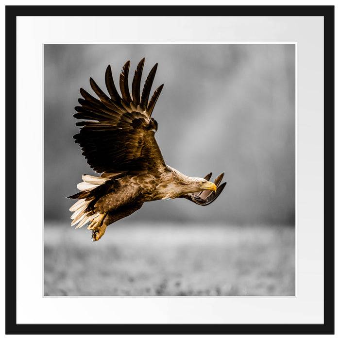 Pixxprint Nahaufnahme Adler bei der Jagd B&W Detail, im Galerie-Passepartout Bilderrahmen Lagerräumung