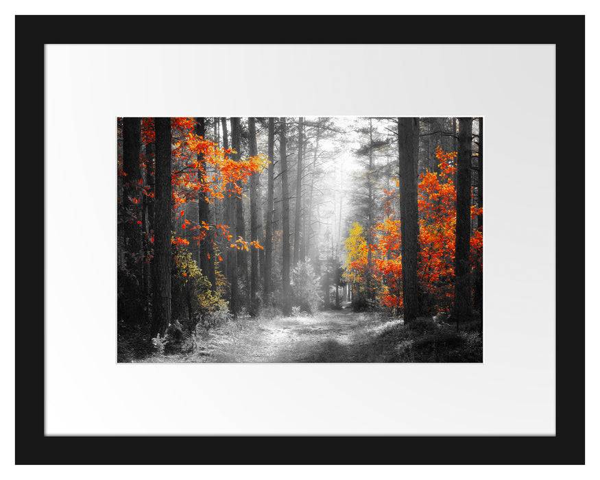 Pixxprint Sonnige Lichtung im Herbstwald B&W Detail, im Galerie-Passepartout Bilderrahmen