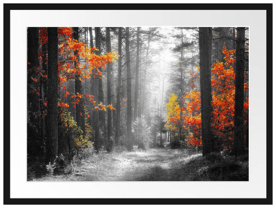 Pixxprint Sonnige Lichtung im Herbstwald B&W Detail, im Galerie-Passepartout Bilderrahmen Exklusive Angebote