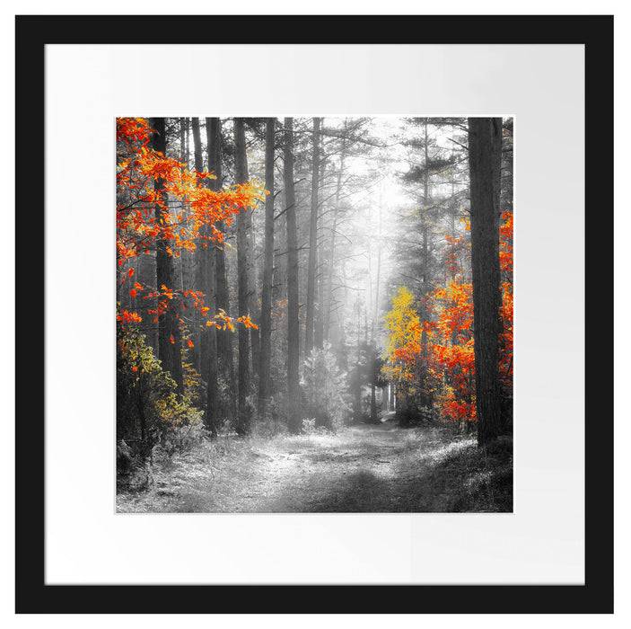 Pixxprint Sonnige Lichtung im Herbstwald B&W Detail, im Galerie-Passepartout Bilderrahmen Exklusive Angebote
