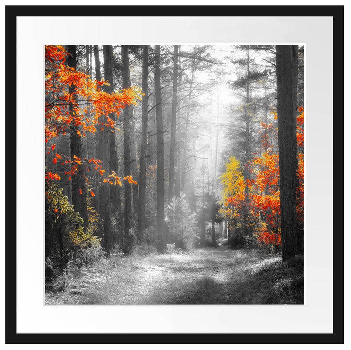 Pixxprint Sonnige Lichtung im Herbstwald B&W Detail, im Galerie-Passepartout Bilderrahmen Exklusive Angebote