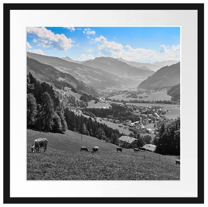 Pixxprint Kuhherde auf Zillertaler Almwiese B&W Detail, im Galerie-Passepartout Bilderrahmen Blitzangebot