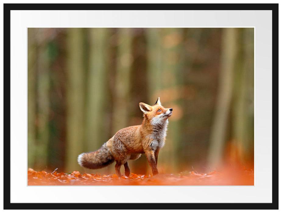 Pixxprint Neugieriger Fuchs im Herbstwald, im Galerie-Passepartout Bilderrahmen Super Sparpreis