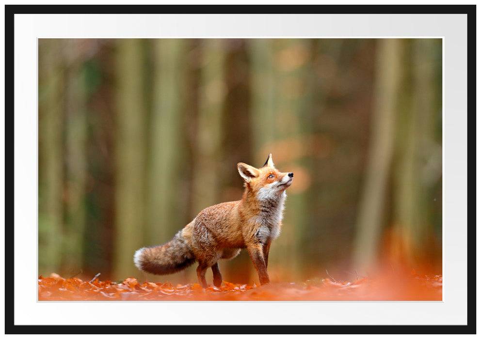 Pixxprint Neugieriger Fuchs im Herbstwald, im Galerie-Passepartout Bilderrahmen Super Sparpreis