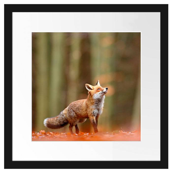 Pixxprint Neugieriger Fuchs im Herbstwald, im Galerie-Passepartout Bilderrahmen Super Sparpreis