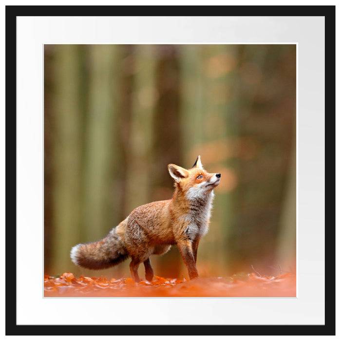 Pixxprint Neugieriger Fuchs im Herbstwald, im Galerie-Passepartout Bilderrahmen Super Sparpreis