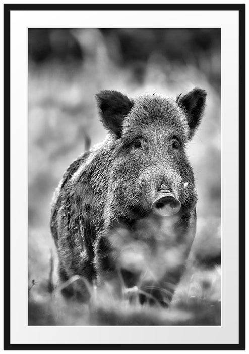 Pixxprint Wildschwein auf Wiese, im Galerie-Passepartout Bilderrahmen