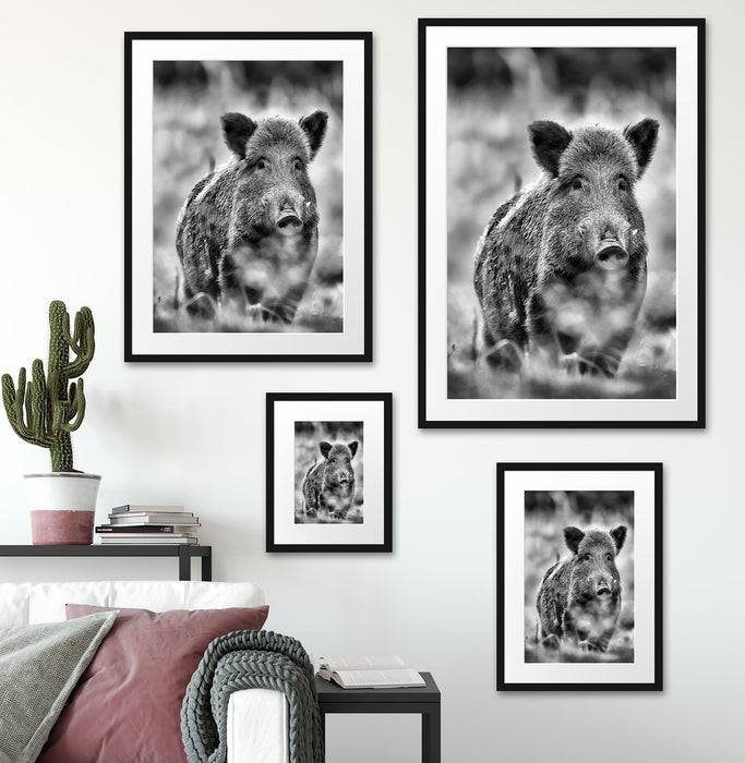 Pixxprint Wildschwein auf Wiese, im Galerie-Passepartout Bilderrahmen JETZT KAUFEN