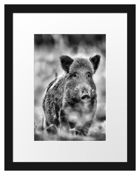 Pixxprint Wildschwein auf Wiese, im Galerie-Passepartout Bilderrahmen JETZT KAUFEN