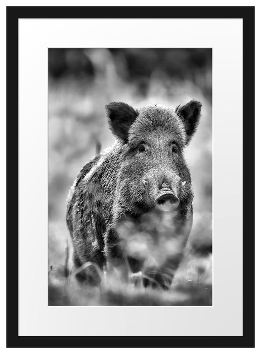 Pixxprint Wildschwein auf Wiese, im Galerie-Passepartout Bilderrahmen JETZT KAUFEN