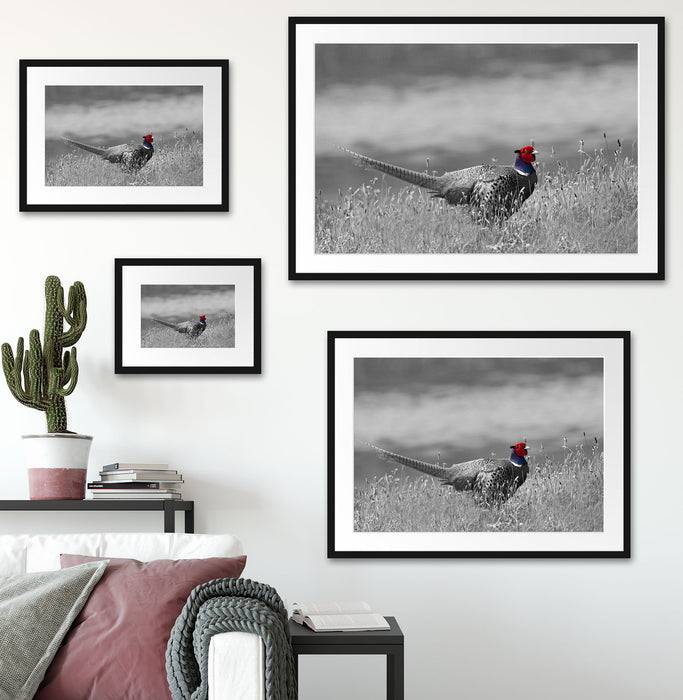Pixxprint Fasan auf Frühlingswiese, im Galerie-Passepartout Bilderrahmen Letzte 2 Tage