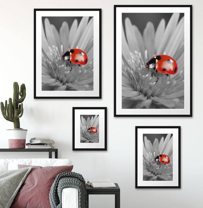 Pixxprint rot leuchtender Marienkäfer auf Blüte, im Galerie-Passepartout Bilderrahmen Letzter Tag