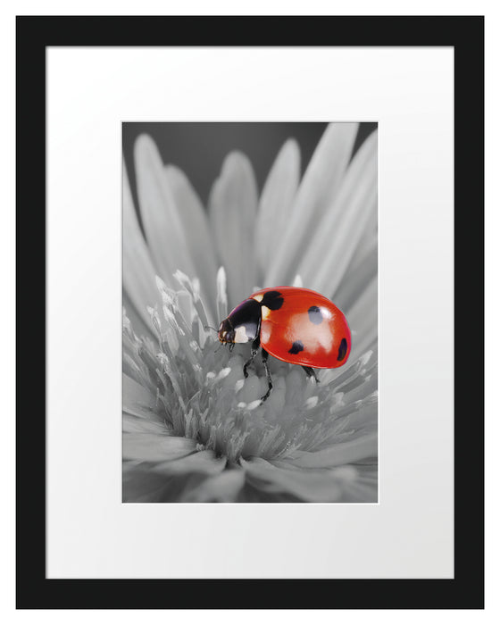 Pixxprint rot leuchtender Marienkäfer auf Blüte, im Galerie-Passepartout Bilderrahmen Letzter Tag