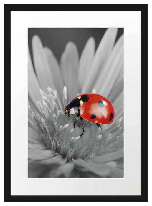 Pixxprint rot leuchtender Marienkäfer auf Blüte, im Galerie-Passepartout Bilderrahmen Letzter Tag