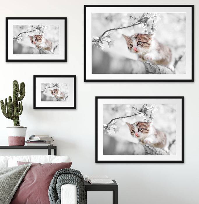 Pixxprint Süßes Kätzchen im Kirschbaum, im Galerie-Passepartout Bilderrahmen Bis zu 60% Rabatt