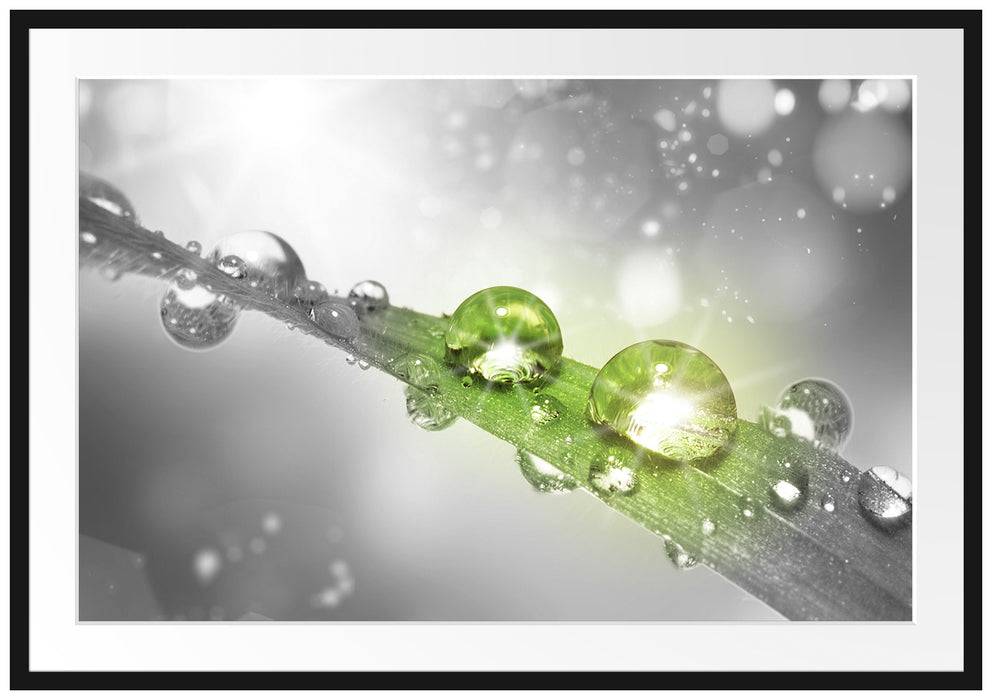Pixxprint Wassertropfen auf Grashalm, im Galerie-Passepartout Bilderrahmen