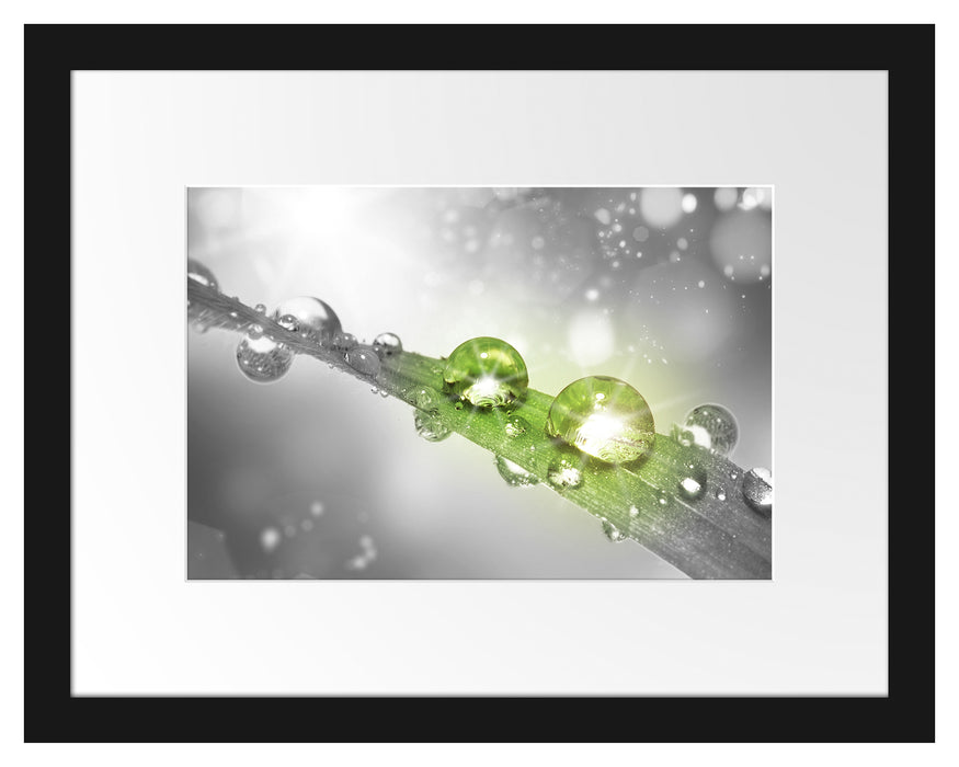 Pixxprint Wassertropfen auf Grashalm, im Galerie-Passepartout Bilderrahmen Bis zu 65% Rabatt