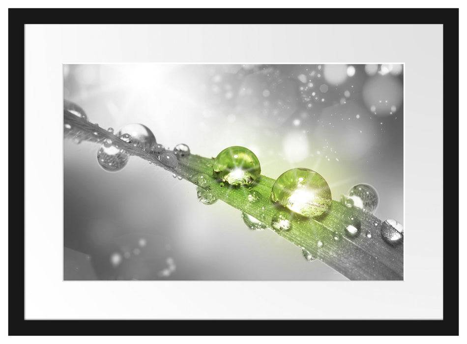 Pixxprint Wassertropfen auf Grashalm, im Galerie-Passepartout Bilderrahmen Bis zu 65% Rabatt