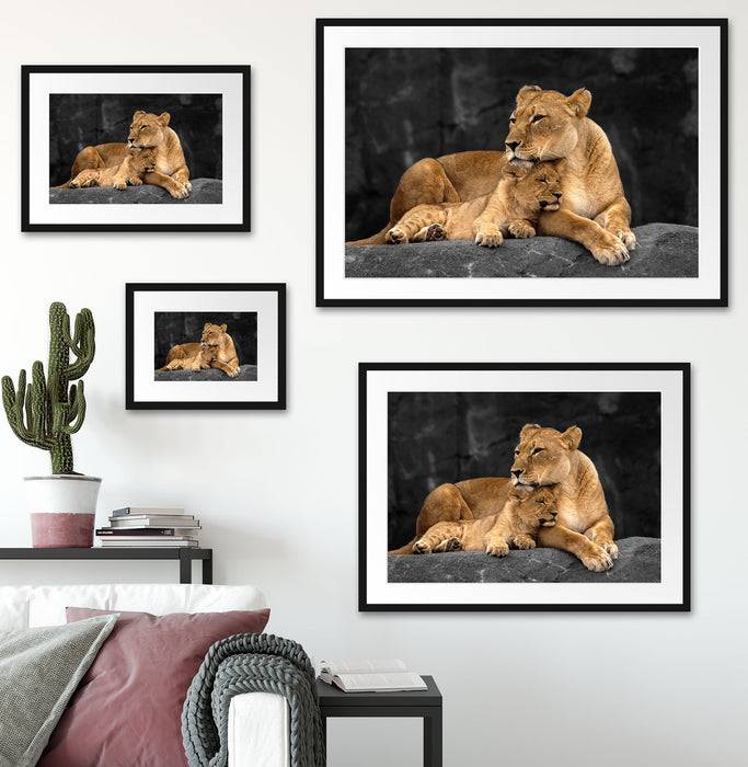 Pixxprint Löwe Löwenjungen, im Galerie-Passepartout Bilderrahmen Sonderangebot der Fabrik