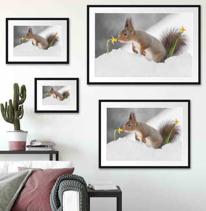 Pixxprint Eichhörnchen im Schnee, im Galerie-Passepartout Bilderrahmen Bis zu 55% Rabatt