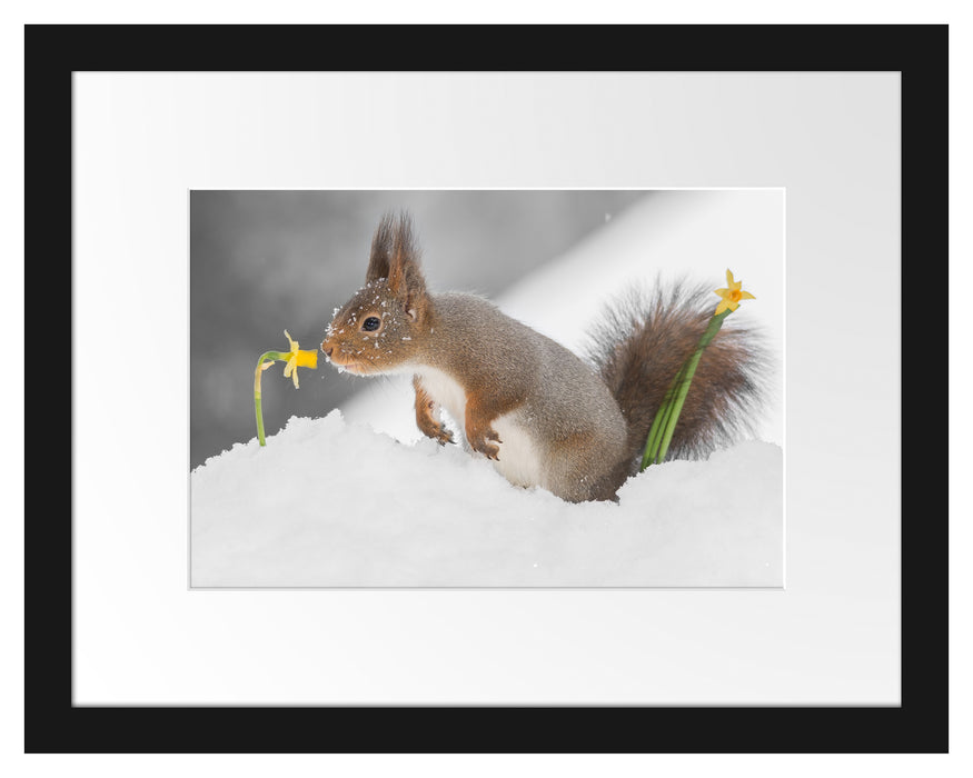 Pixxprint Eichhörnchen im Schnee, im Galerie-Passepartout Bilderrahmen Bis zu 55% Rabatt