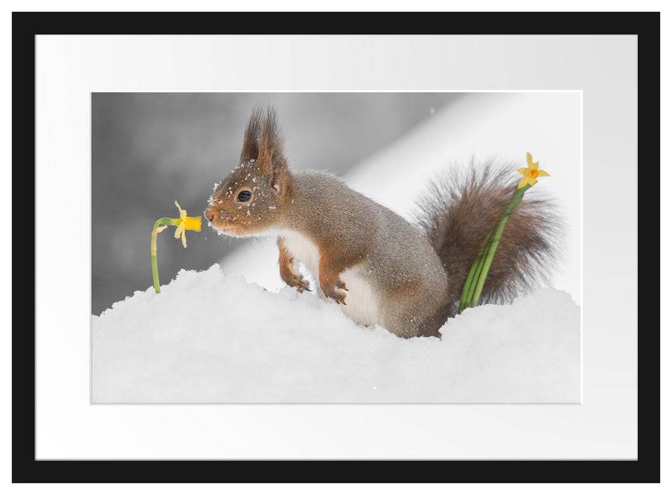 Pixxprint Eichhörnchen im Schnee, im Galerie-Passepartout Bilderrahmen Bis zu 55% Rabatt