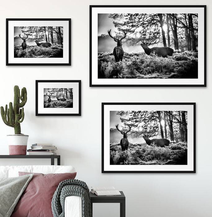 Pixxprint Hirsch Rivalen kämpfen, im Galerie-Passepartout Bilderrahmen Nur noch ein Tag übrig