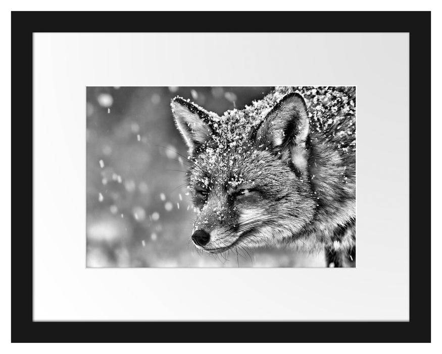 Pixxprint Fuchs im Schnee, im Galerie-Passepartout Bilderrahmen Super Rabatt