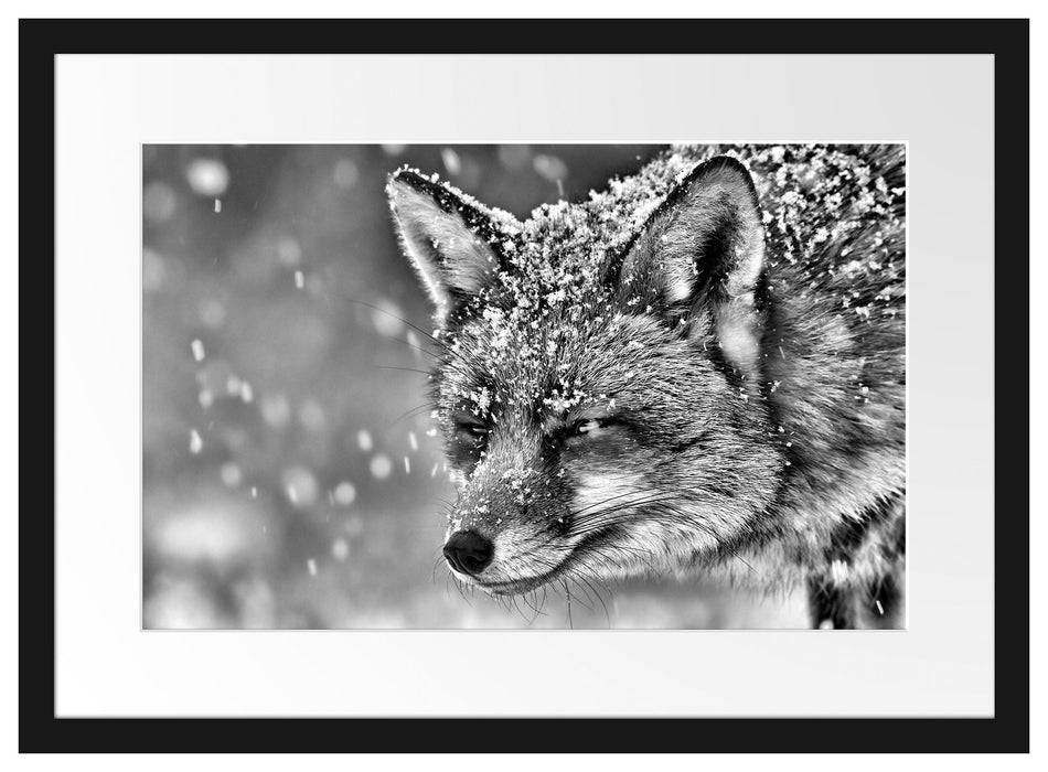 Pixxprint Fuchs im Schnee, im Galerie-Passepartout Bilderrahmen Super Rabatt