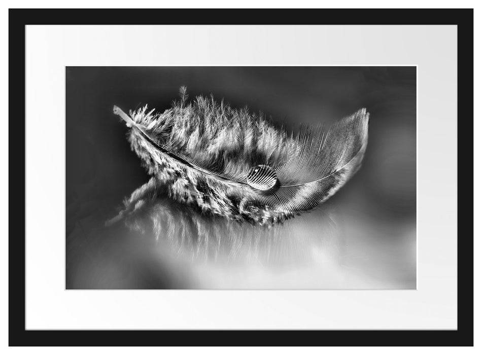Pixxprint Wassertropfen auf Feder, im Galerie-Passepartout Bilderrahmen 50% Rabatt mit kostenlosem Versand