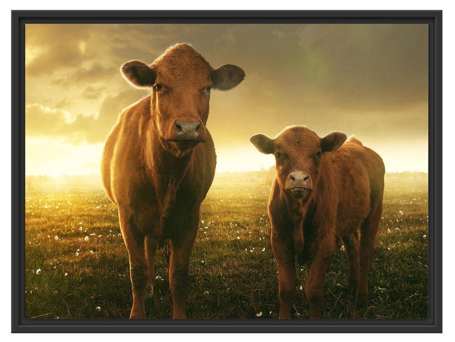 Pixxprint Kuh und Kalb im Sonnenuntergang auf Wiese, im Schwebe-Effekt Bilderrahmen Kostenloser Versand international