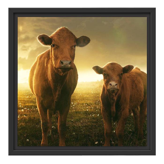 Pixxprint Kuh und Kalb im Sonnenuntergang auf Wiese, im Schwebe-Effekt Bilderrahmen Kostenloser Versand international