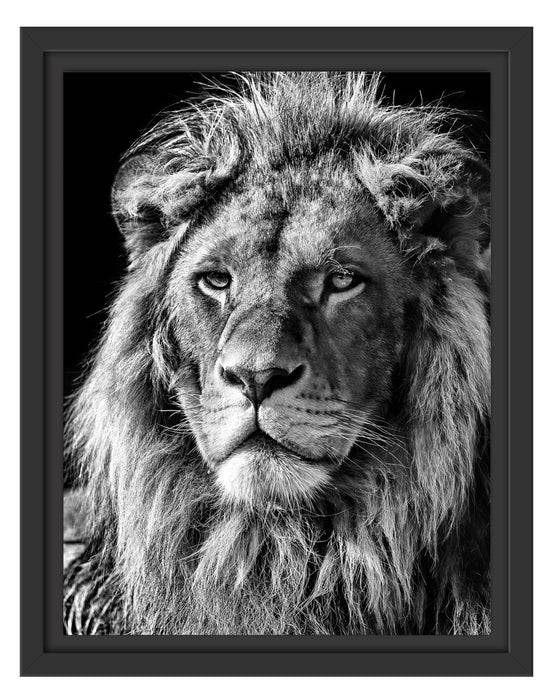 Pixxprint beeindruckender Löwe Black Friday Preise