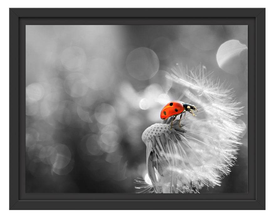 Pixxprint Marienkäfer auf Pusteblume, im Schwebe-Effekt Bilderrahmen Schlussverkauf