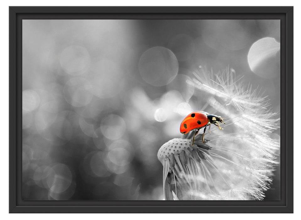Pixxprint Marienkäfer auf Pusteblume, im Schwebe-Effekt Bilderrahmen Schlussverkauf