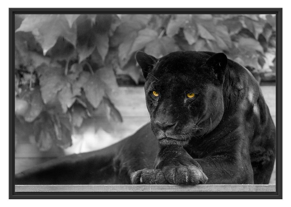 Pixxprint schöner schwarzer Panther, im Schwebe-Effekt Bilderrahmen