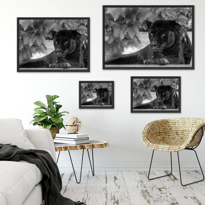 Pixxprint schöner schwarzer Panther, im Schwebe-Effekt Bilderrahmen Fabrikverkauf