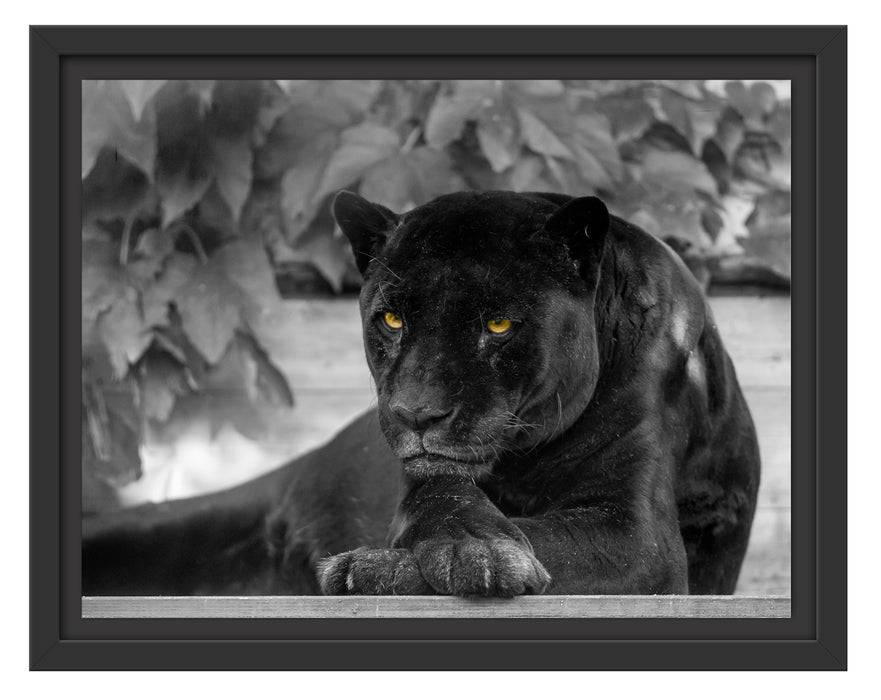 Pixxprint schöner schwarzer Panther, im Schwebe-Effekt Bilderrahmen Fabrikverkauf