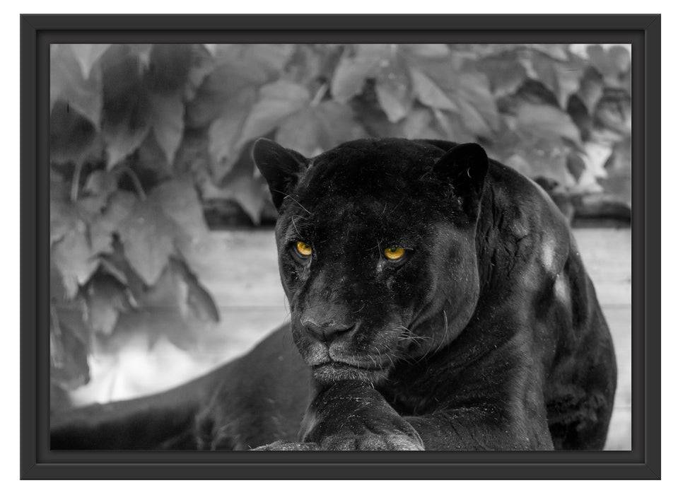 Pixxprint schöner schwarzer Panther, im Schwebe-Effekt Bilderrahmen Fabrikverkauf