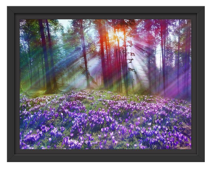 Pixxprint Krokusse im Wald, im Schwebe-Effekt Bilderrahmen Großer Ausverkauf