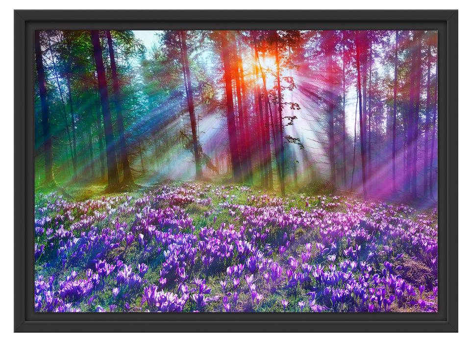 Pixxprint Krokusse im Wald, im Schwebe-Effekt Bilderrahmen Großer Ausverkauf