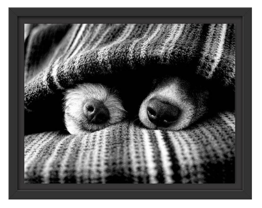 Pixxprint Hundeschnauzen unter Kuscheldecke, Monochrome, im Schwebe-Effekt Bilderrahmen Preisnachlass