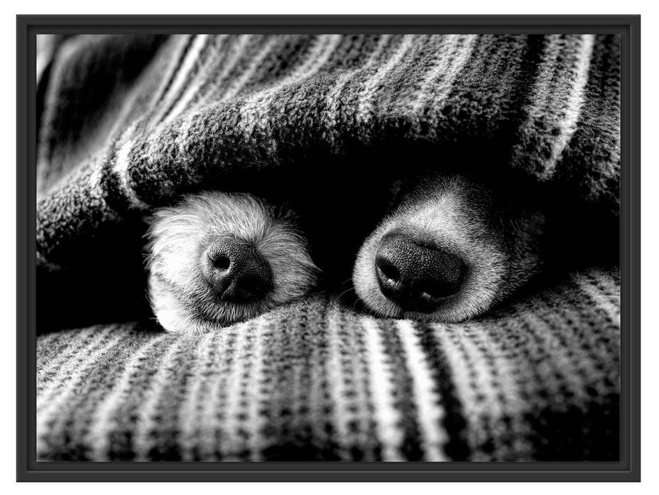 Pixxprint Hundeschnauzen unter Kuscheldecke, Monochrome, im Schwebe-Effekt Bilderrahmen Preisnachlass