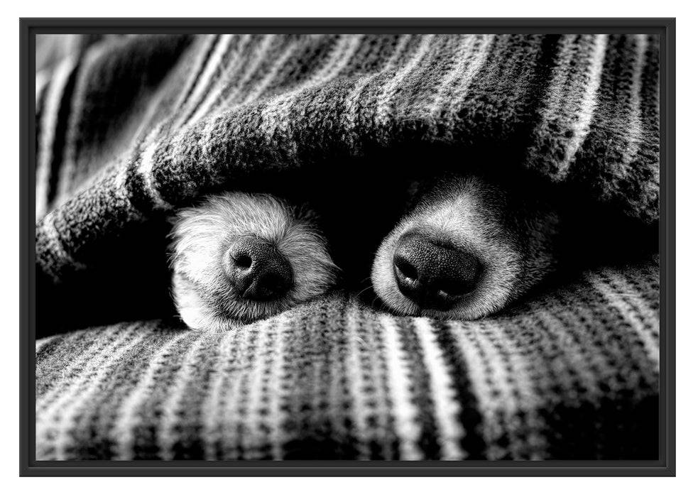 Pixxprint Hundeschnauzen unter Kuscheldecke, Monochrome, im Schwebe-Effekt Bilderrahmen Preisnachlass