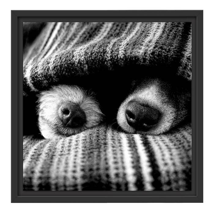 Pixxprint Hundeschnauzen unter Kuscheldecke, Monochrome, im Schwebe-Effekt Bilderrahmen Preisnachlass