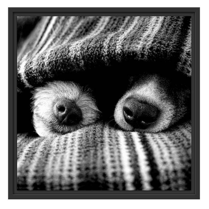 Pixxprint Hundeschnauzen unter Kuscheldecke, Monochrome, im Schwebe-Effekt Bilderrahmen Preisnachlass
