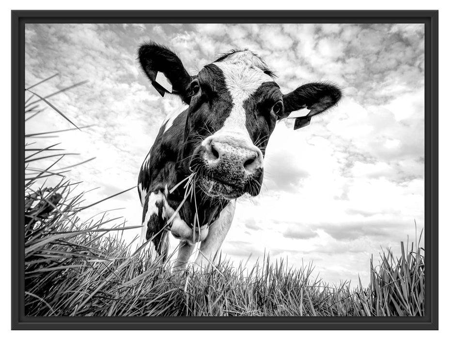 Pixxprint Nahaufnahme Grasende Kuh auf Weide, Monochrome, im Schwebe-Effekt Bilderrahmen Saisonschlussverkauf