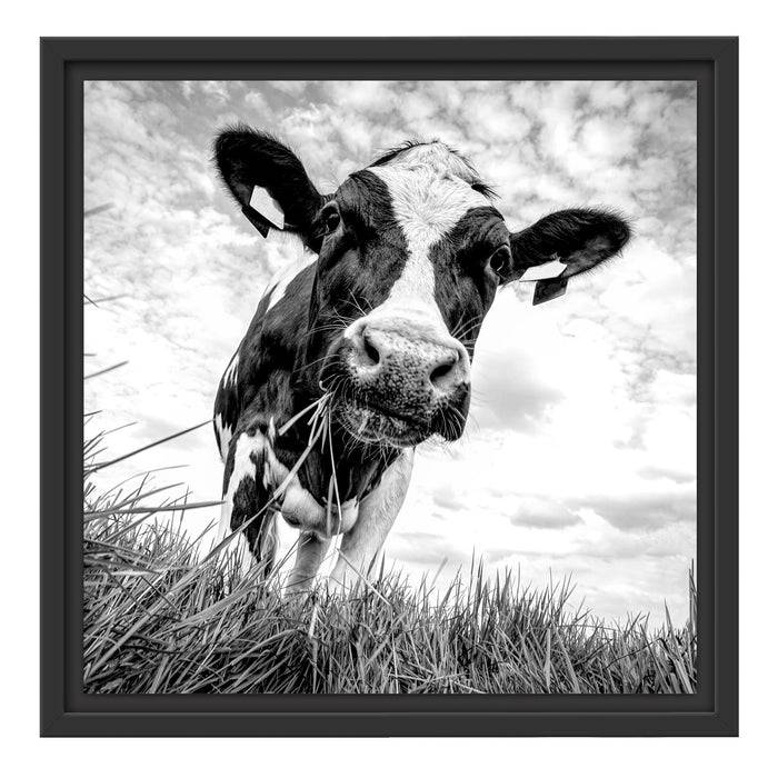 Pixxprint Nahaufnahme Grasende Kuh auf Weide, Monochrome, im Schwebe-Effekt Bilderrahmen Saisonschlussverkauf